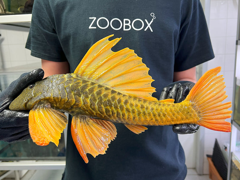 Hypostomus luteus Phase 2 WYSIWYG #15