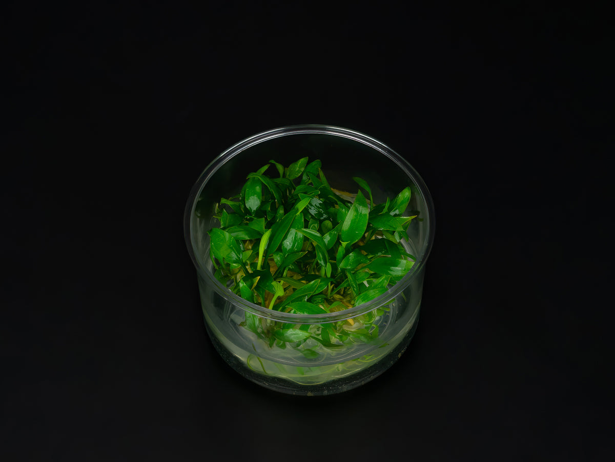 Cryptocoryne pygmea