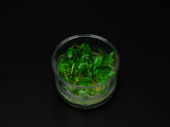 Cryptocoryne pygmea