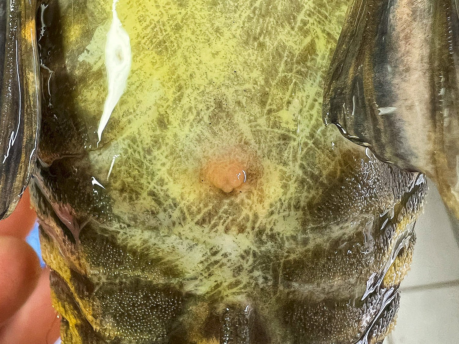 Hypostomus luteus Phase 2 WYSIWYG #16