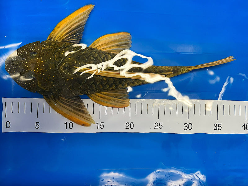 Hypostomus luteus Phase 2 WYSIWYG #16
