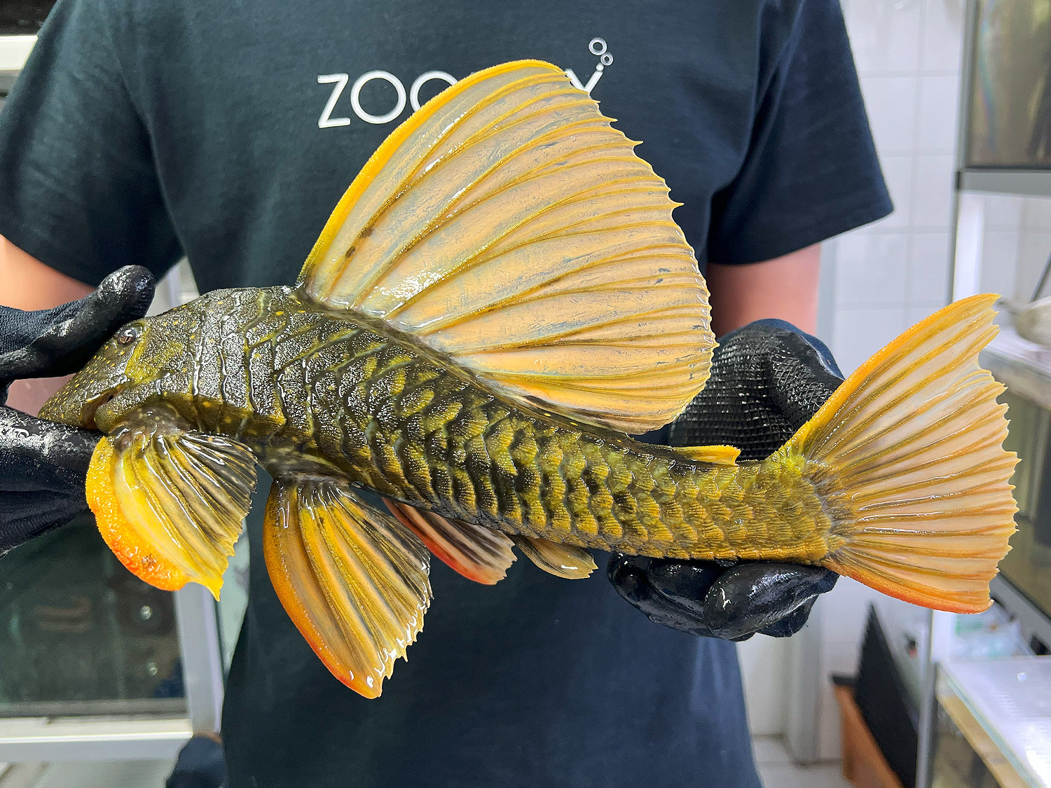 Hypostomus luteus Phase 2 WYSIWYG #16