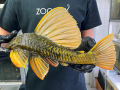 Hypostomus luteus Phase 2 WYSIWYG #16