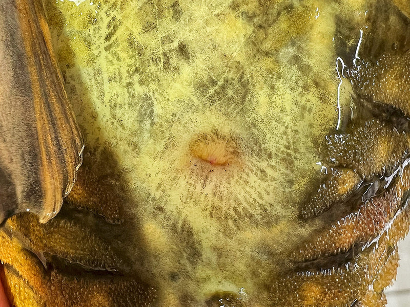 Hypostomus luteus Phase 2 WYSIWYG #17