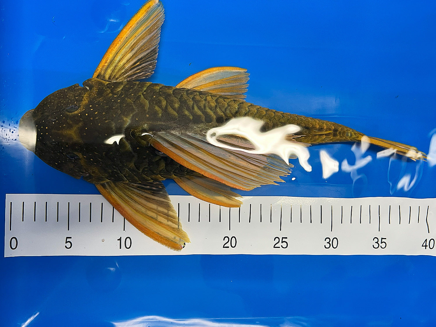 Hypostomus luteus Phase 2 WYSIWYG #17