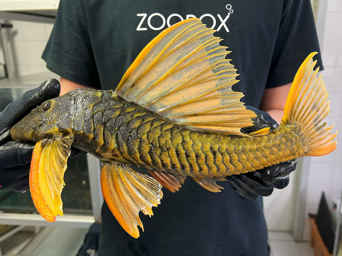 Hypostomus luteus Phase 2 WYSIWYG #17