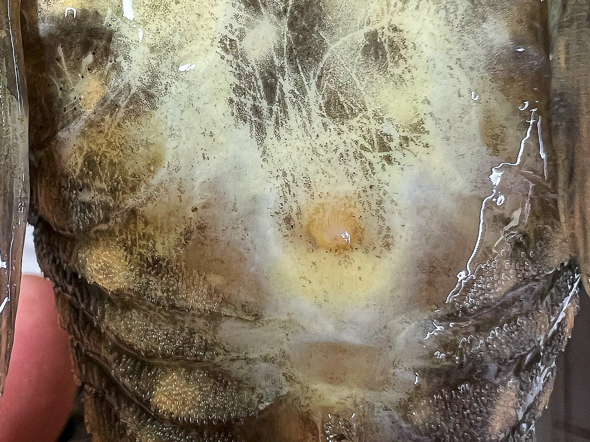 Hypostomus luteus Phase 2 WYSIWYG #18