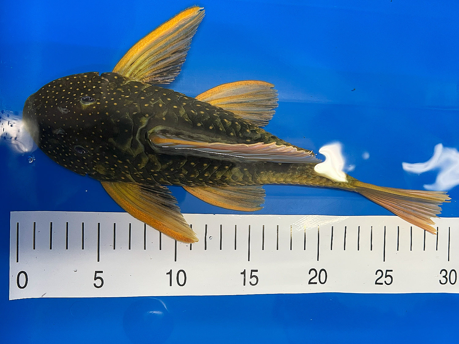 Hypostomus luteus Phase 2 WYSIWYG #18