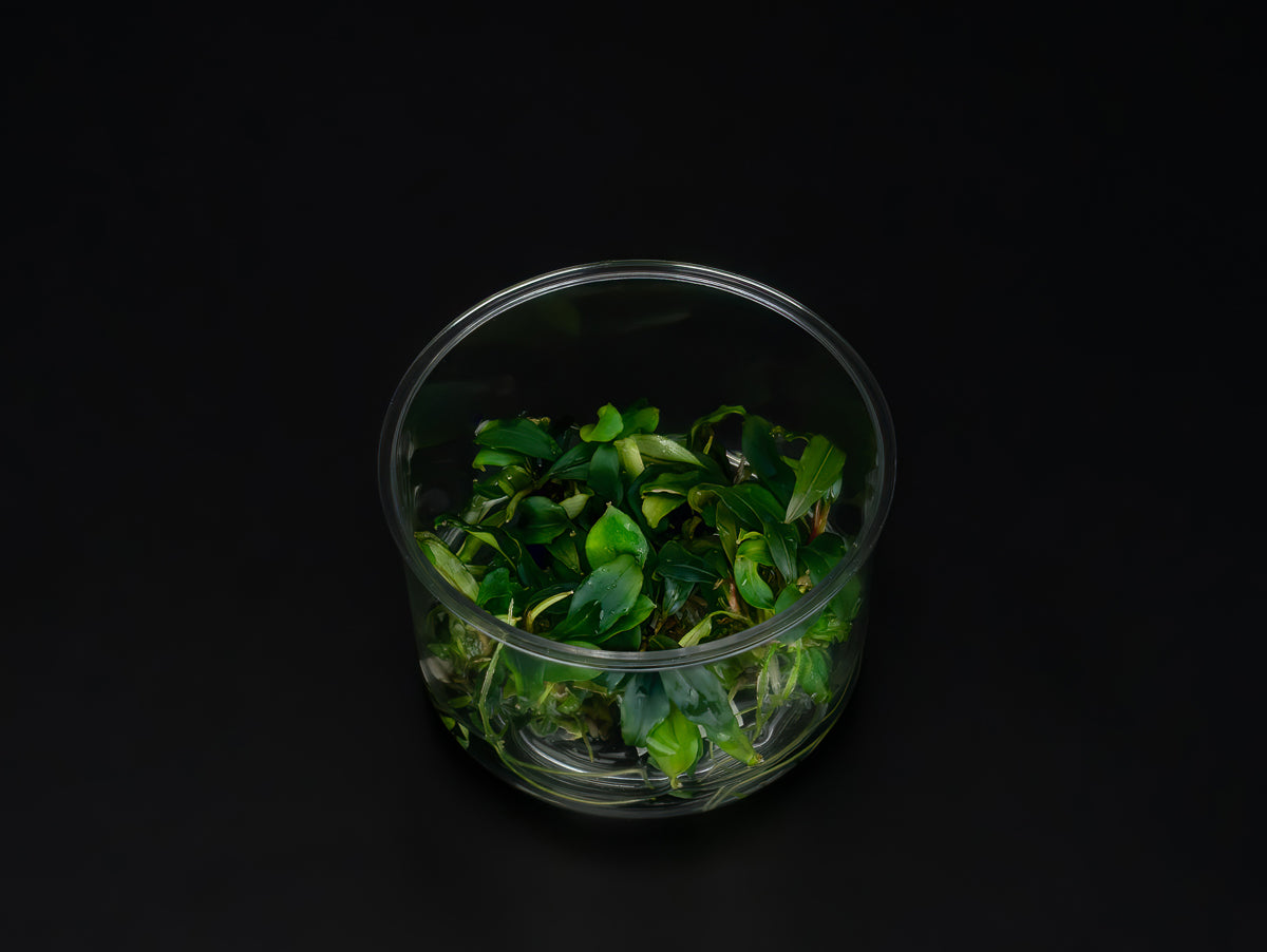 Bucephalandra sp. 'Ulysses'