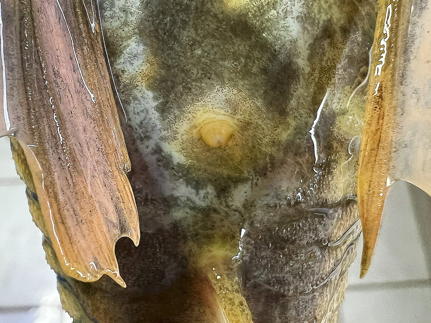 Hypostomus luteus Phase 2 WYSIWYG #19