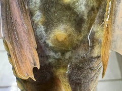 Hypostomus luteus Phase 2 WYSIWYG #19