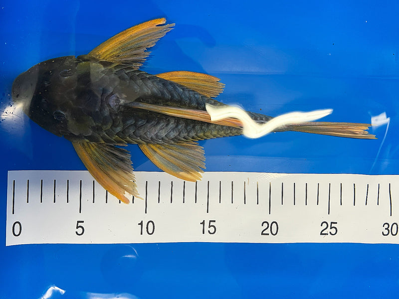 Hypostomus luteus Phase 2 WYSIWYG #19