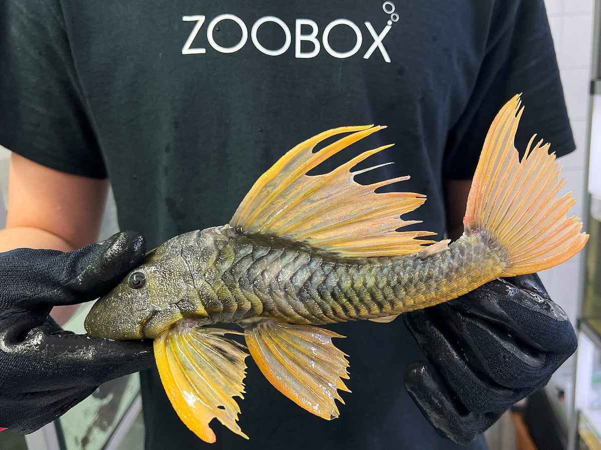 Hypostomus luteus Phase 2 WYSIWYG #19