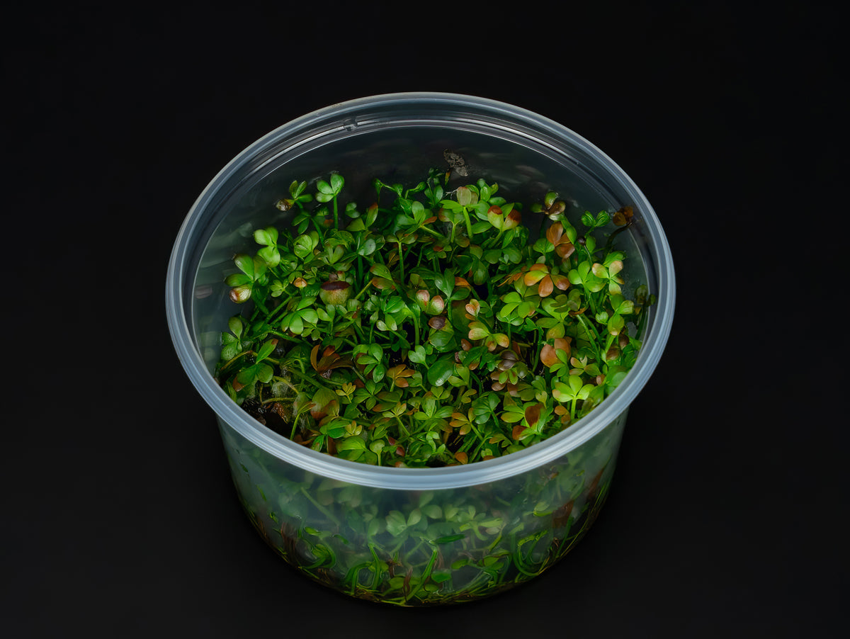 Marsilea hirsuta