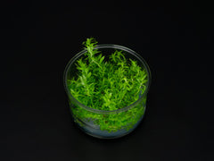Tonina fluviatilis