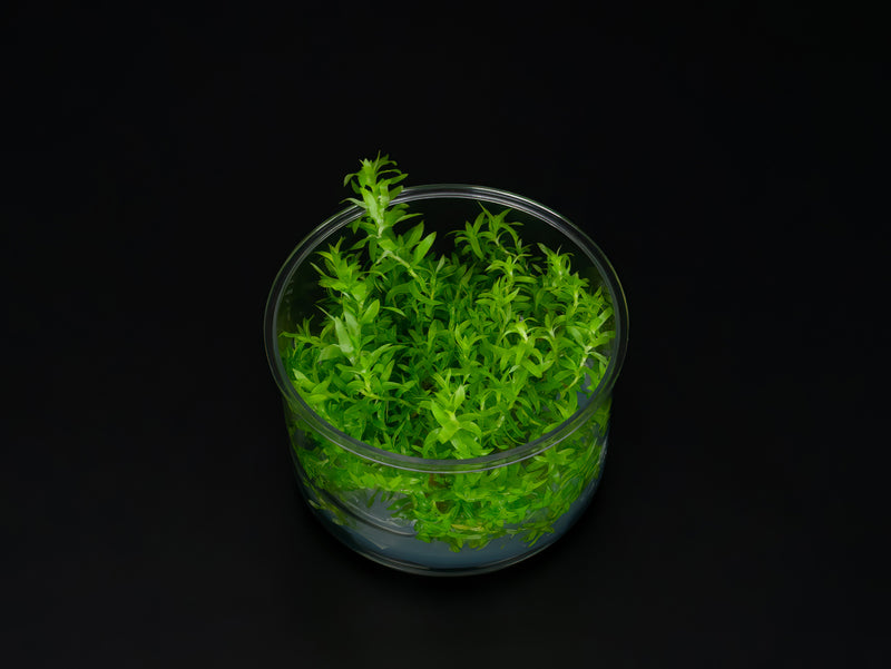 Tonina fluviatilis