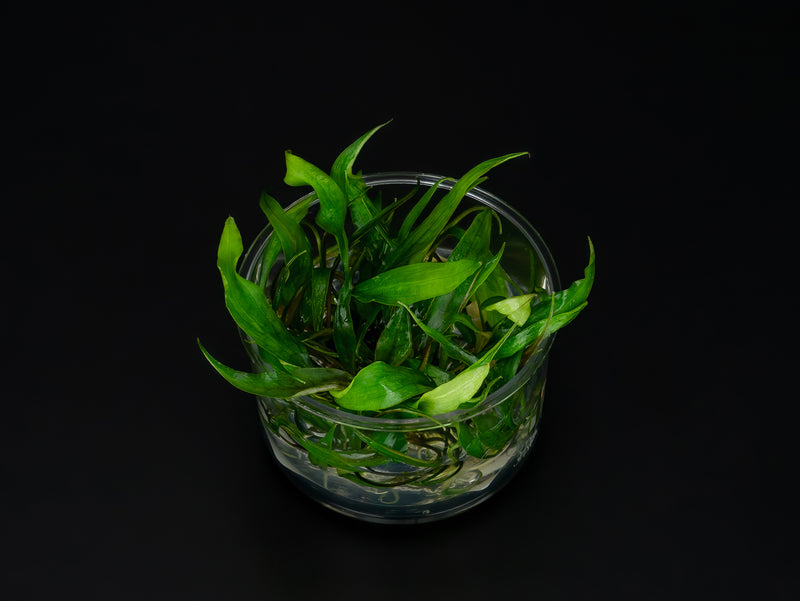 Cryptocoryne 'Purpurea'