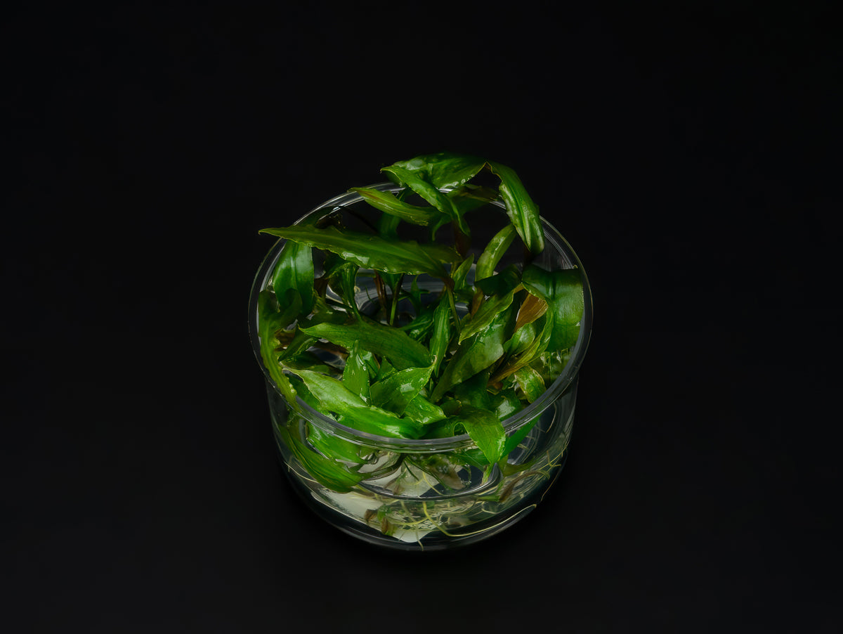 Cryptocoryne usteriana