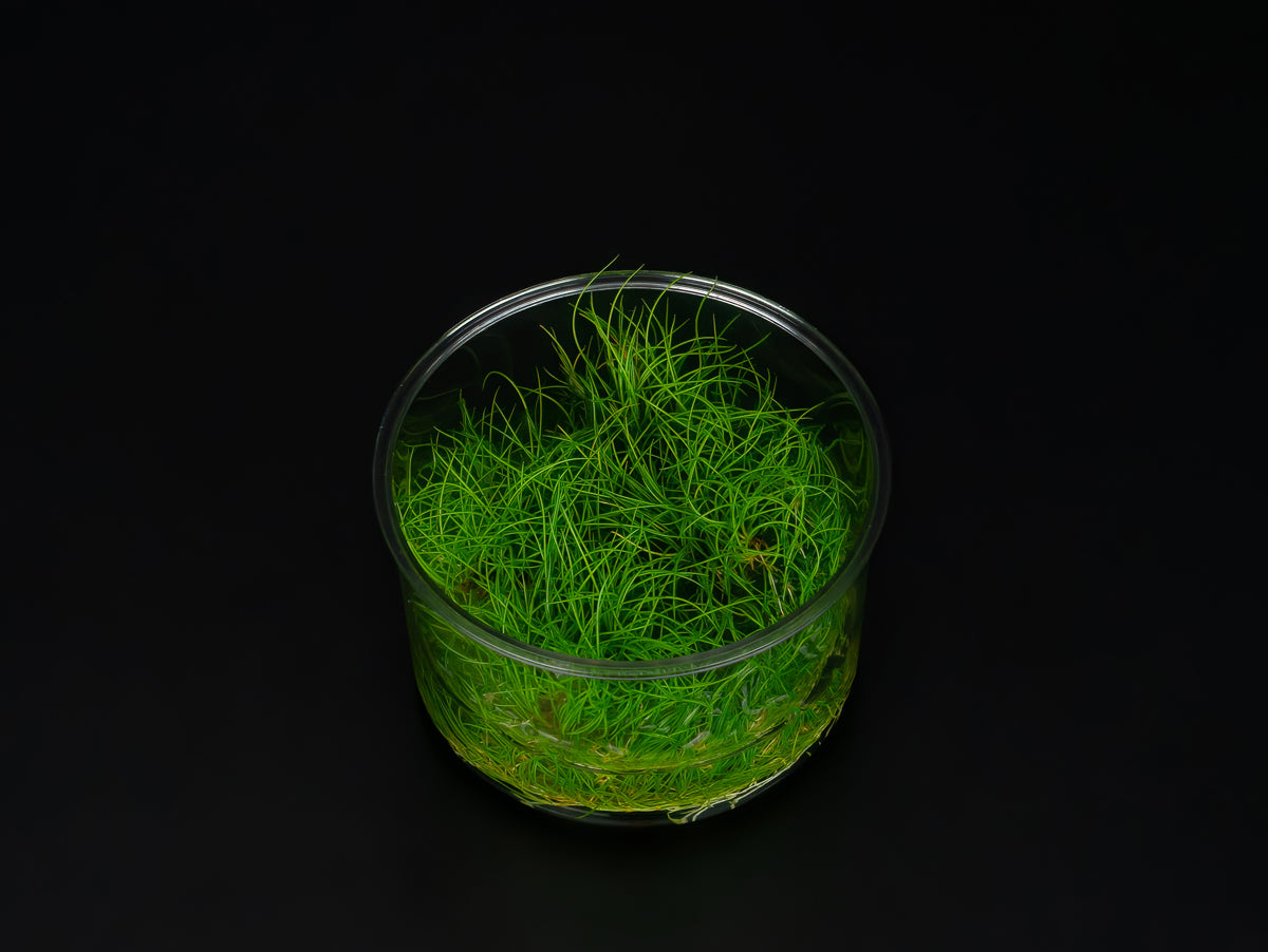 Eleocharis acicularis