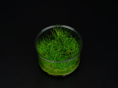 Eleocharis acicularis