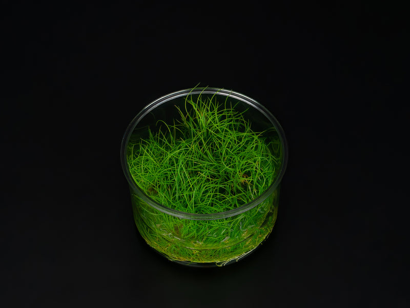 Eleocharis acicularis