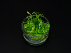 Hygrophila polysperma 'Rosanervig'