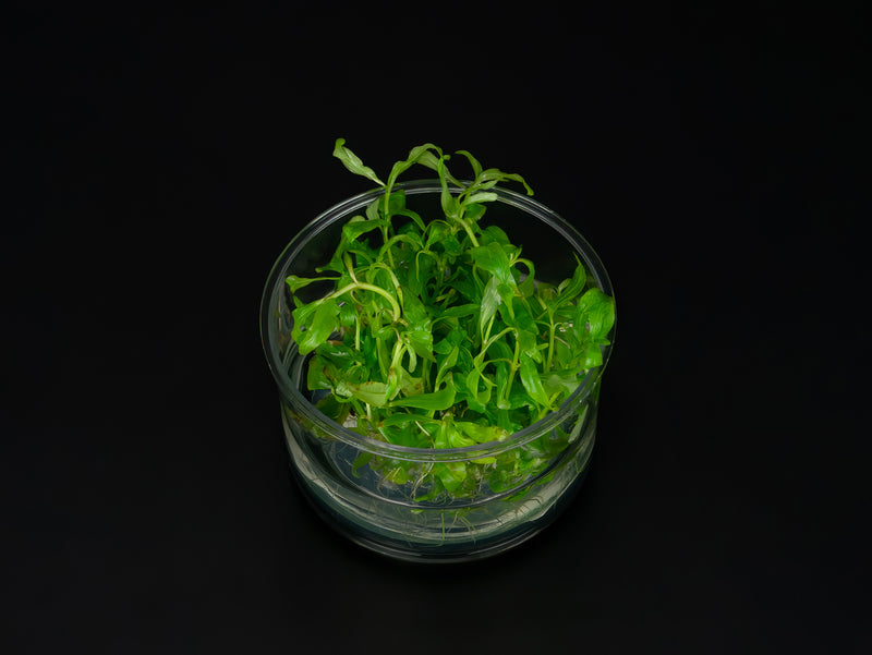 Hygrophila polysperma 'Rosanervig'