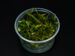 Cryptocoryne beckettii