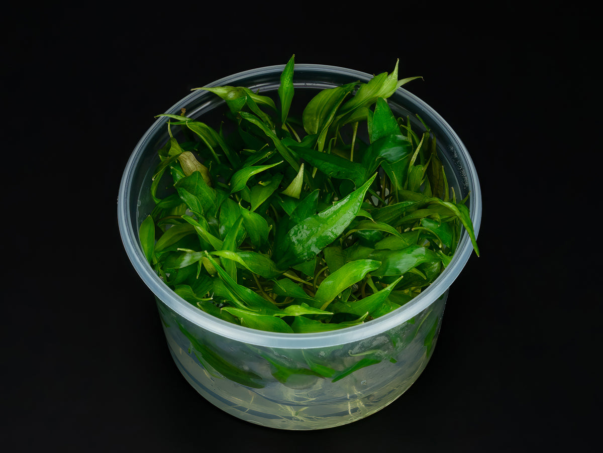 Cryptocoryne 'Purpurea'