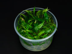 Cryptocoryne 'Purpurea'
