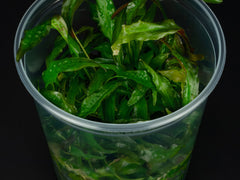 Cryptocoryne usteriana