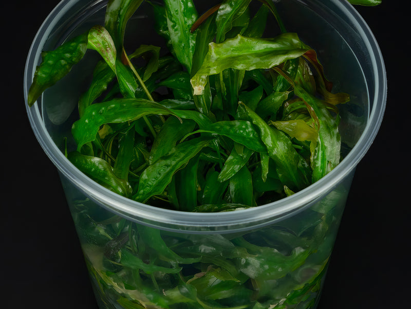 Cryptocoryne usteriana