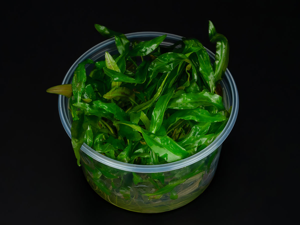 Cryptocoryne usteriana