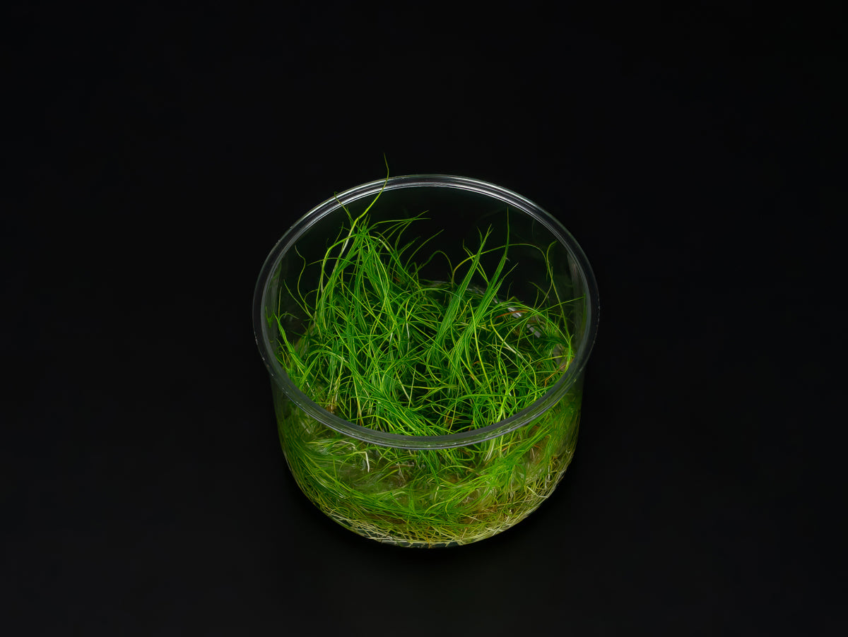 Eleocharis pusilla