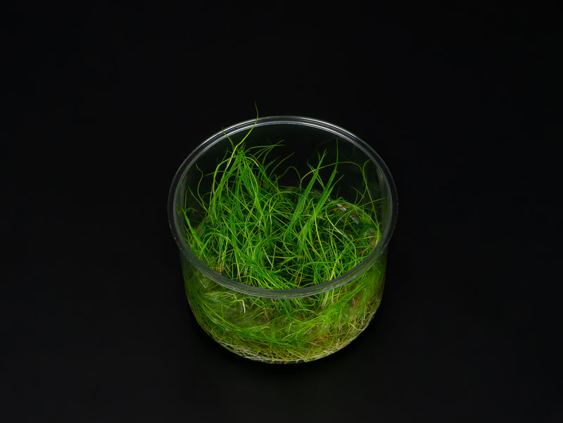 Eleocharis pusilla