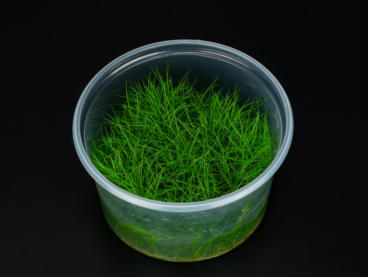 Eleocharis acicularis