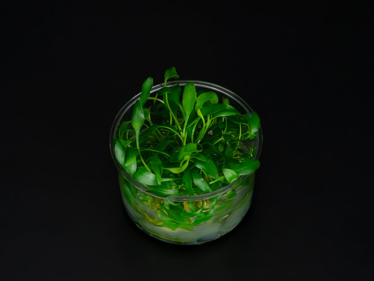 Cryptocoryne pygmea