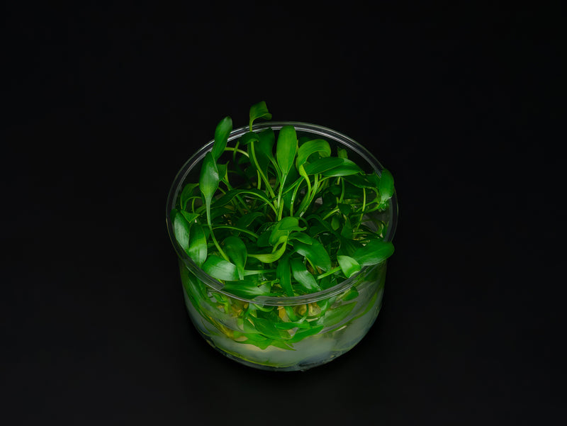 Cryptocoryne pygmea