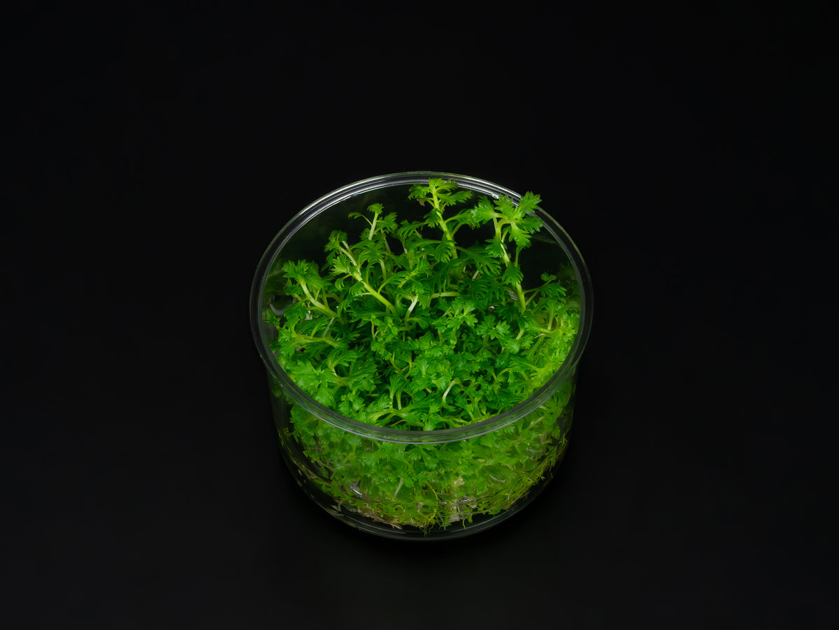 Hottonia palustris