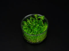 Hottonia palustris