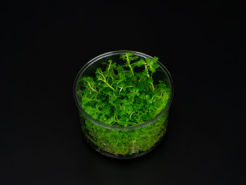 Hottonia palustris
