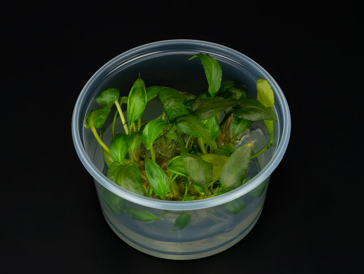 Lagenandra keralensis