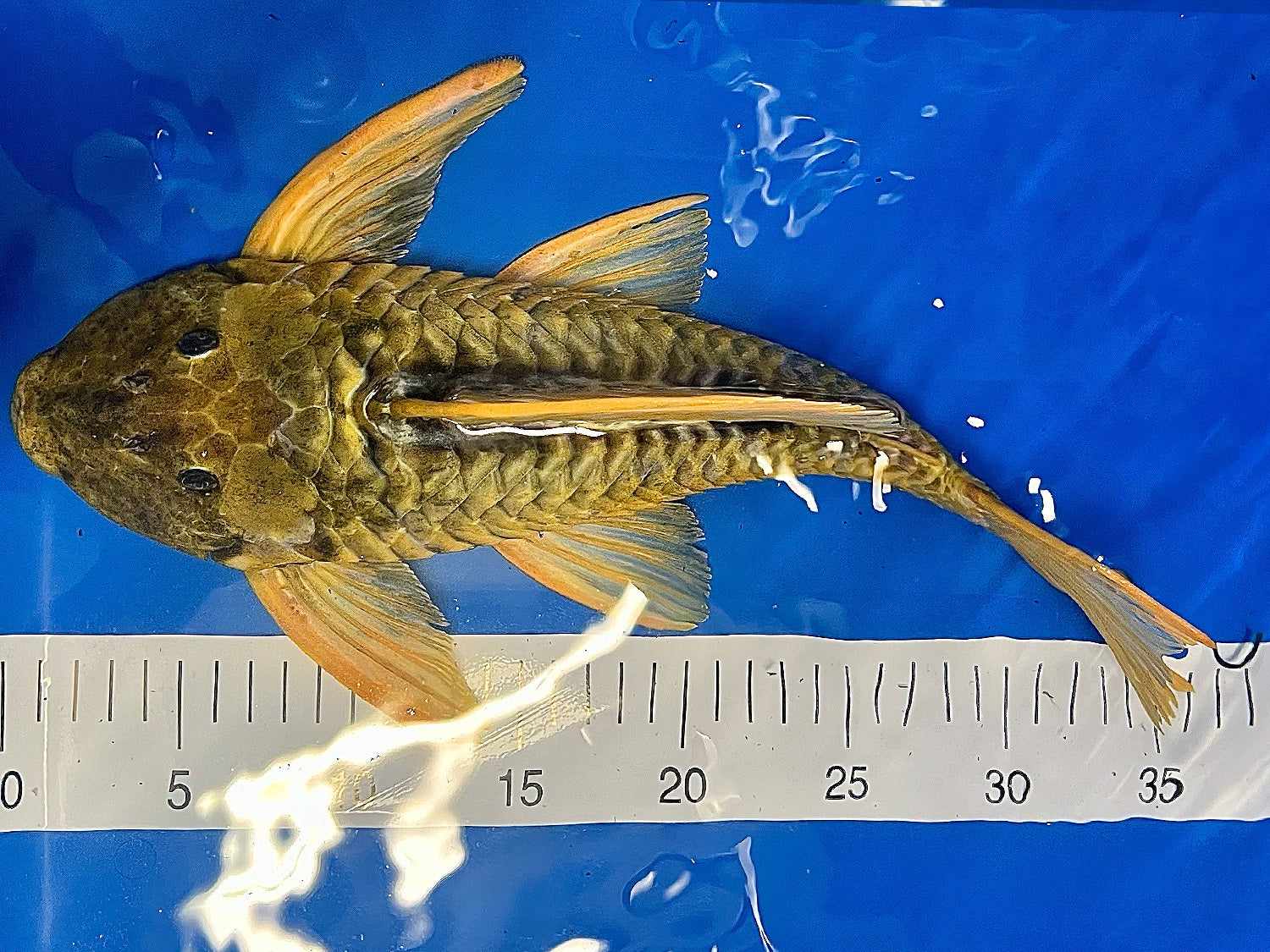 Hypostomus luteus Phase 3 WYSIWYG #12
