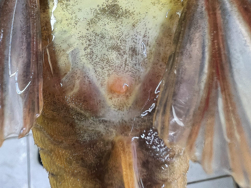Hypostomus luteus Phase 2 WYSIWYG #111