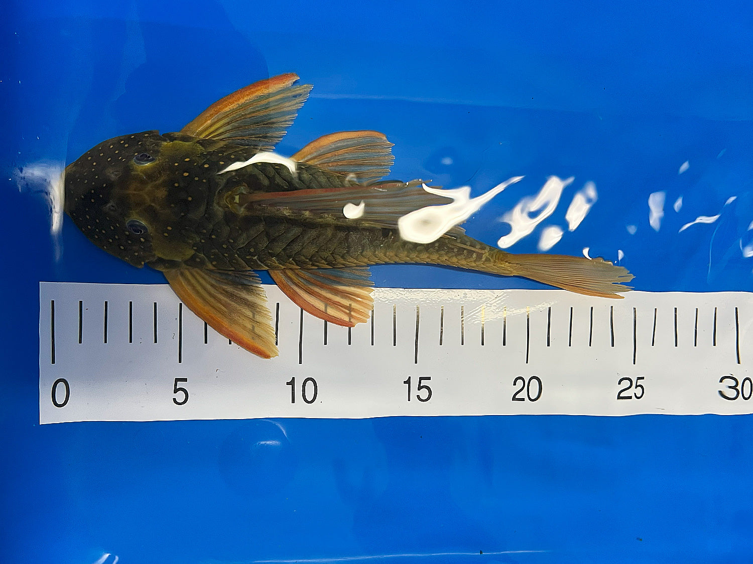 Hypostomus luteus Phase 2 WYSIWYG #111