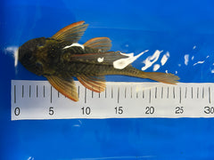 Hypostomus luteus Phase 2 WYSIWYG #111