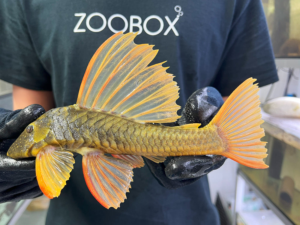 Hypostomus luteus Phase 2 WYSIWYG #111