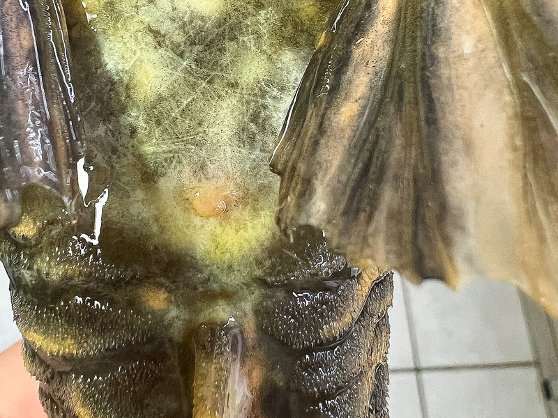 Hypostomus luteus Phase 2 WYSIWYG #112