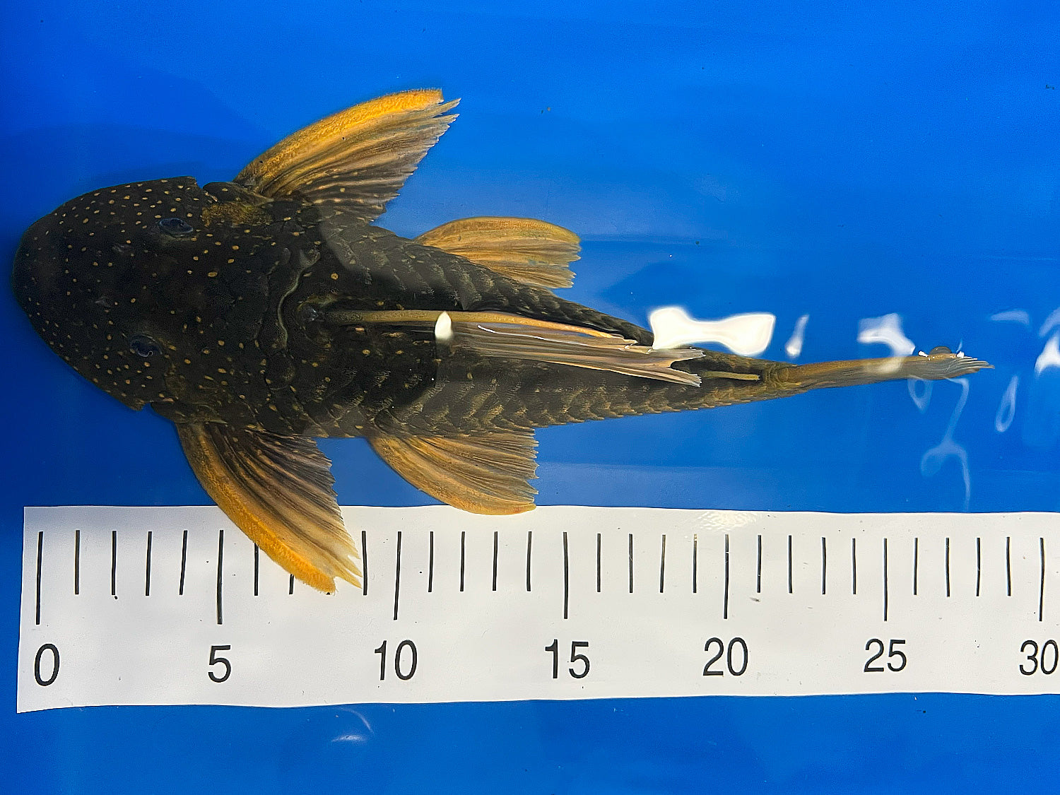 Hypostomus luteus Phase 2 WYSIWYG #112