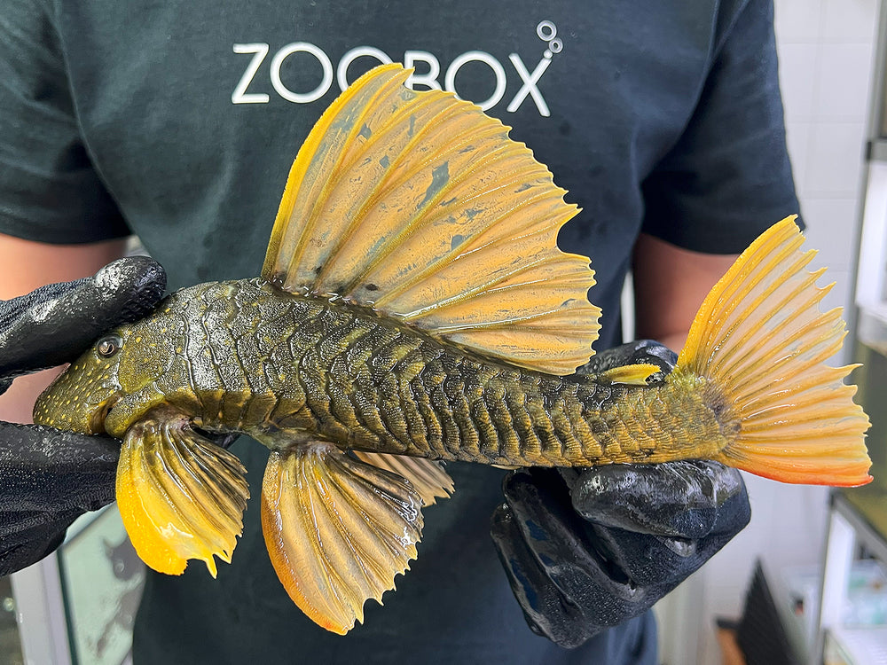 Hypostomus luteus Phase 2 WYSIWYG #112